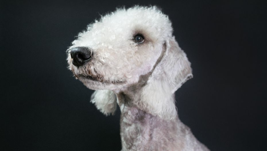 Black 2024 bedlington terrier